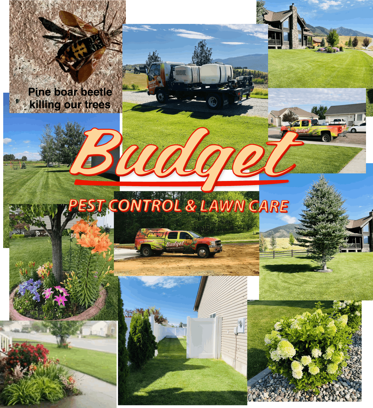 Pest-Control-Collage Budget Pest Control Collage